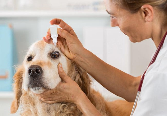 Vet’s 2025 Guide to Glaucoma in Dogs – Recognize, Treat & Prevent Vision Loss 🐶