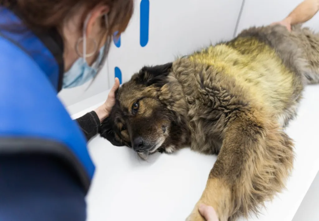 Vet’s 2025 Guide to Glomerulonephritis in Dogs – Causes, Diagnosis & Management 🐶