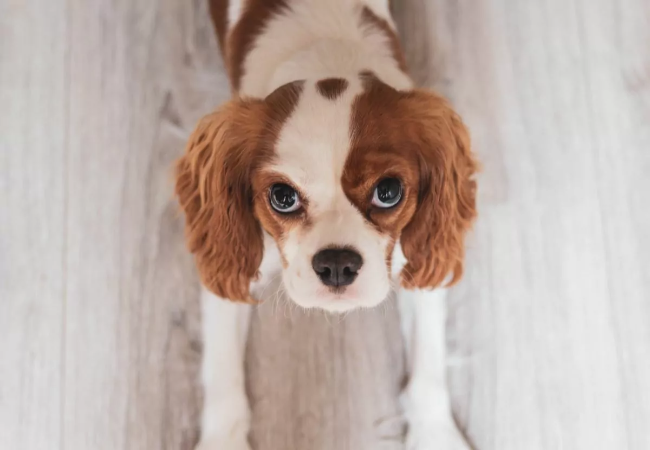 Vet’s 2025 Guide to Glycogen Storage Disease in Dogs – Types, Signs & Care 🐶