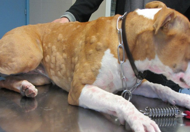 Vet’s 2025 Guide to Grass Allergies in Dogs – Symptoms, Diagnosis & Relief 🐾