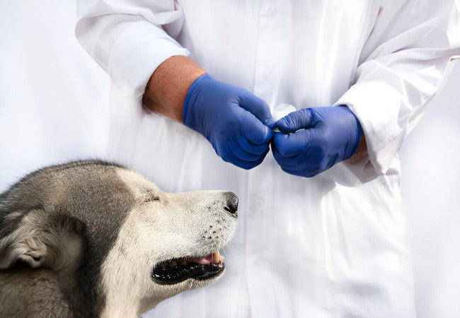 Vet’s 2025 Guide to Hypoandrogenism in Dogs 🩺🐶