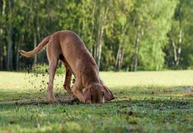 Vet’s 2025 Guide to Lungworms in Dogs 🩺🐶