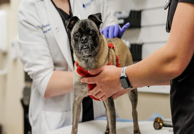 Vet’s 2025 Guide to Mast Cell Tumors in Dogs 🩺🐾