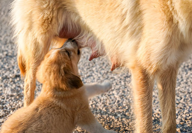 Vet’s 2025 Guide to Mastitis in Dogs 🩺🐶
