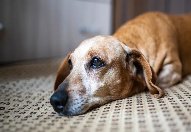 Vet’s Complete 2025 Guide to Canine Pancreatitis 🩺