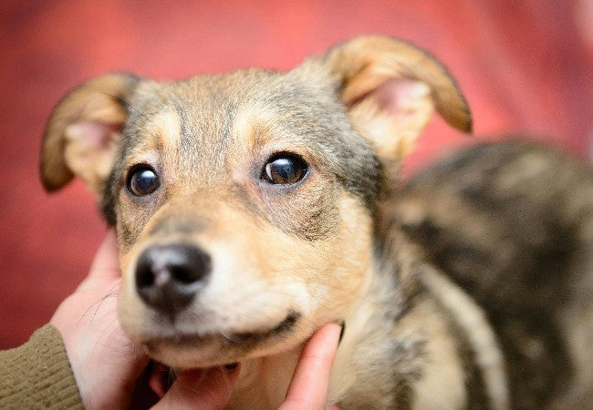 Veterinarian’s 2025 Guide to Canine Rhinosporidiosis 🐾