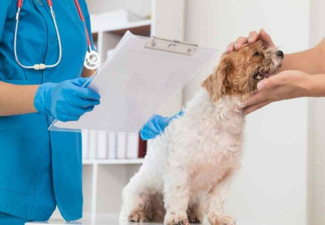 Veterinary Guide to Azotemia & Uremia in Dogs 2025 ⚕️🐶