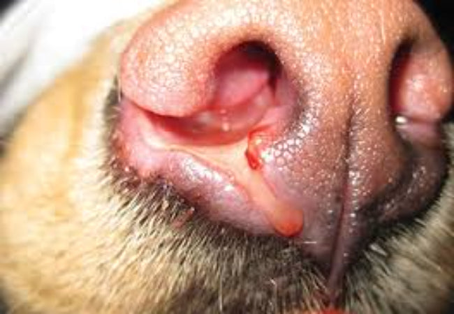 Veterinary Guide to Canine Aspergillosis (Fungal Infection) (2025)🐶