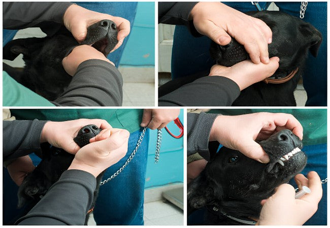 Veterinary Guide to Canine Craniomandibular Osteopathy (CMO) 2025 🐶