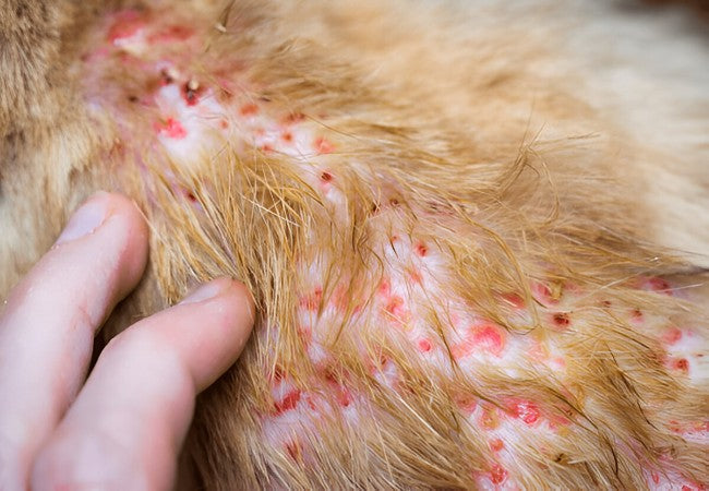 Veterinary Guide to Canine Cutaneous Vasculitis 2025 🩺🐶