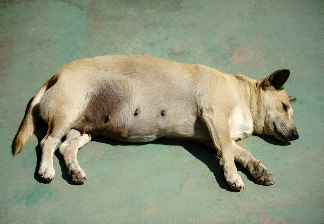 Veterinary Guide to Canine Hepatic Arteriovenous Malformations (AVMs) 2025 🐶🩺