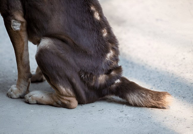 Veterinary Guide to Canine Hyperkeratosis 2025 🩺🐾