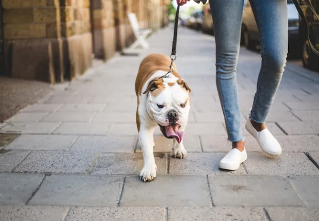 Veterinary Guide to Canine Hypermetria & Dysmetria 2025 🩺🐶
