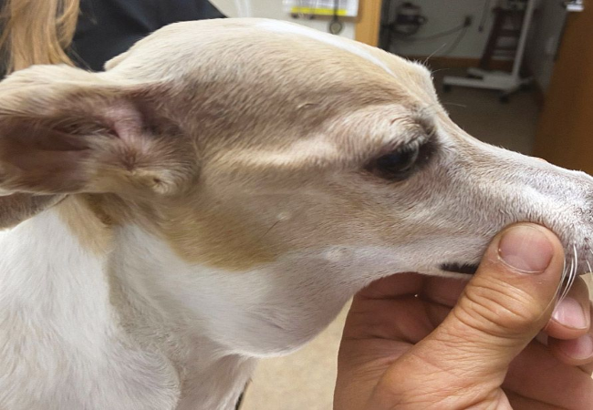 Veterinary Guide to Canine Hyperparathyroidism 2025 🩺🐶