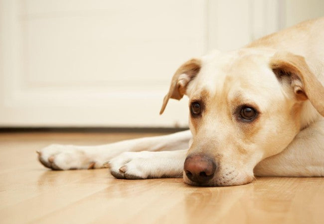 Veterinary Guide to Canine Hyperphosphatemia 2025 🩺🐶