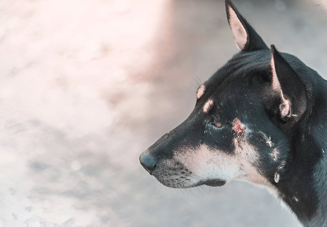 Veterinary Guide to Canine Hyperthyroidism 2025 🩺🐶