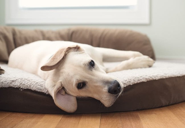 Veterinary Guide to Canine Hypoglycemia 2025 🩺🐶