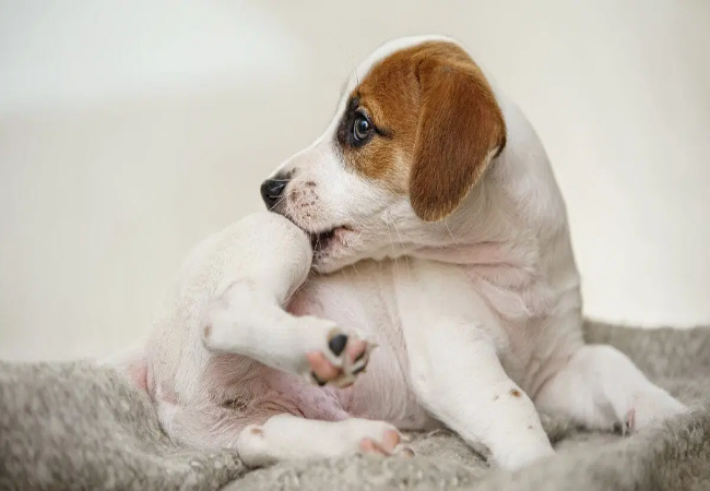 Veterinary Guide to Canine Ibuprofen Toxicity 2025 🩺🐶