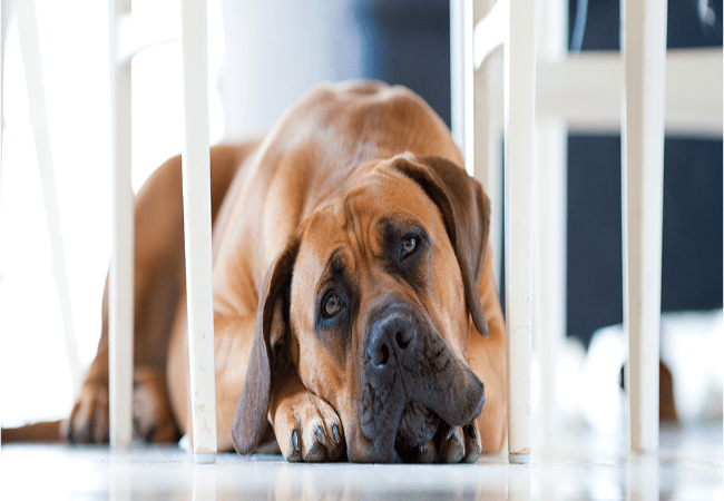 Veterinary Guide to Canine Immune‑Mediated Polyarthritis (IMPA) 2025 🩺🐶