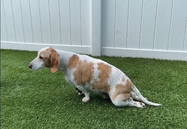 Veterinary Guide to Canine Intervertebral Disc Disease 2025 🐶