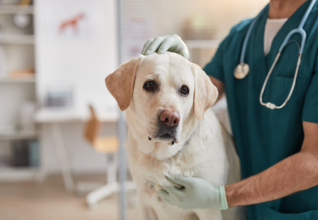 Veterinary Guide to Canine Kennel Cough 2025 🐶