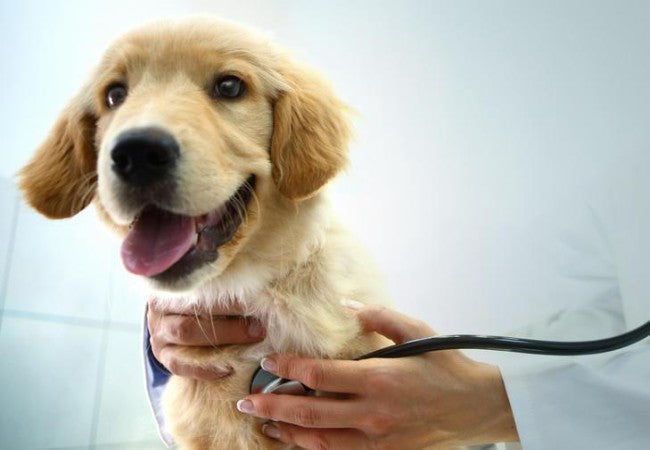 Veterinary Guide to Canine Lead Poisoning 2025 🐶⚠️🩺