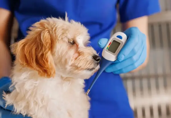 Veterinary Guide to Canine Liver Failure 2025 🐶🍂🩺