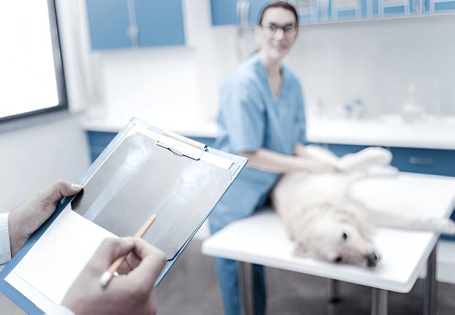 Veterinary Guide to Canine Osteodystrophy 2025 🦴🐶