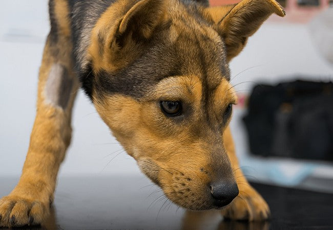 Veterinary Guide to Canine Systemic Vasculitis 2025 🩺🐶