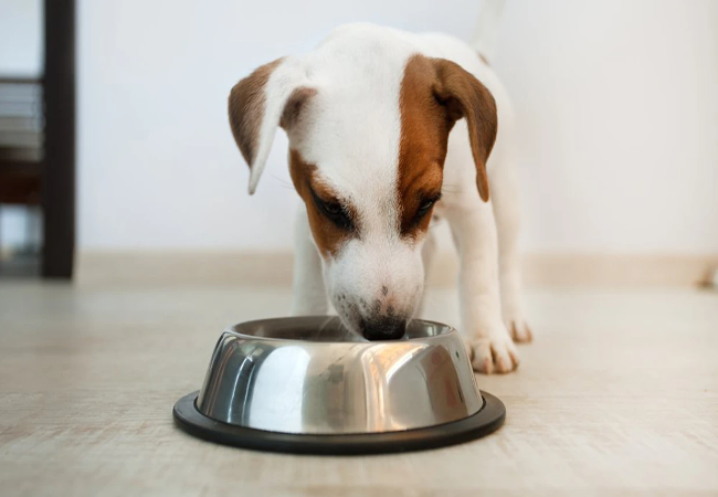 Veterinary Guide to Canine Taurine Deficiency 2025: Heart Health & Dietary Safety 🐕❤️