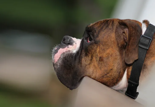 Veterinary Guide to Canine Ventricular Tachycardia 2025 🩺🐶