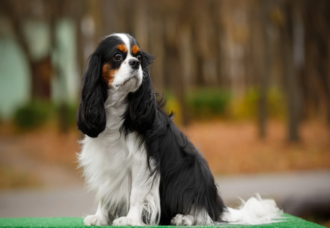 Veterinary Guide to Chronic Kidney Failure in Dogs 2025 🩺🐶