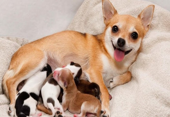 Veterinary Guide to Eclampsia in Dogs (Milk Fever) 2025 🐶🩺