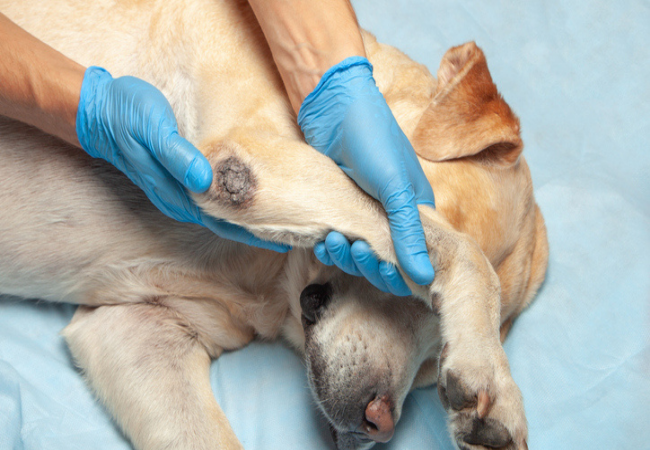 Veterinary Guide to Elbow Dysplasia in Dogs 2025 🐶🩺