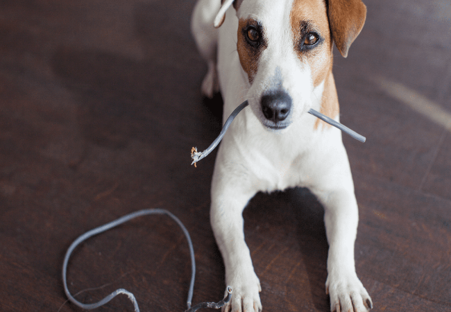 Veterinary Guide to Electrocution in Dogs 2025 🐶🩺