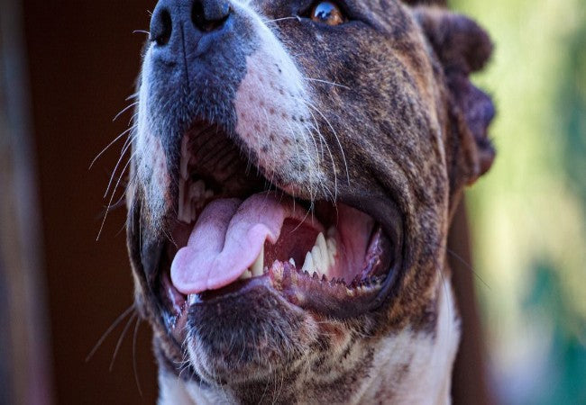 Veterinary Guide to Epulis in Dogs (2025)🐶🩺