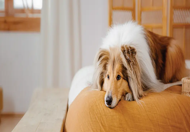 Veterinary Guide to Exocrine Pancreatic Insufficiency in Dogs (EPI) 2025 🐶🩺