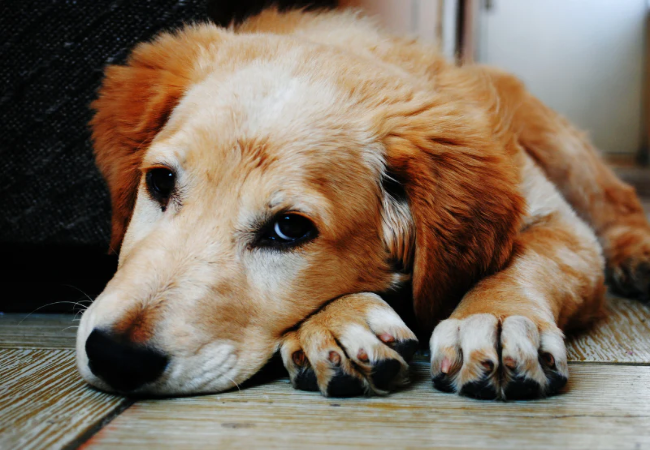 Veterinary Guide to Fungal Lower Urinary Tract Infection in Dogs (2025)🐶