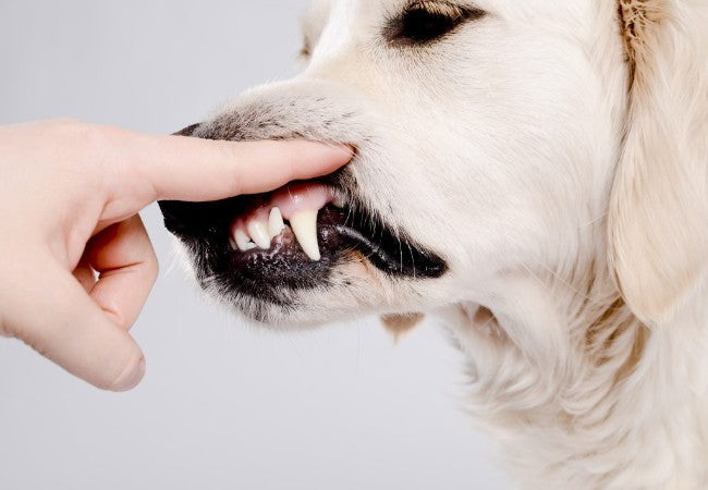 Veterinary Guide to Gingival Hyperplasia in Dogs 2025🐶🩺