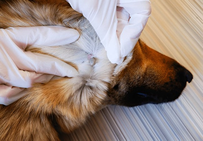 Veterinary Guide to Hematuria in Dogs 2025 🩺🐶