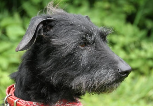 Veterinary Guide to Hepatomegaly (Enlarged Liver) in Dogs 2025 🐶🩺