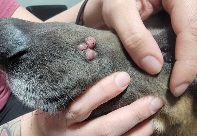 Veterinary Guide to Histiocytic Sarcoma in Dogs 2025 🩺🐶