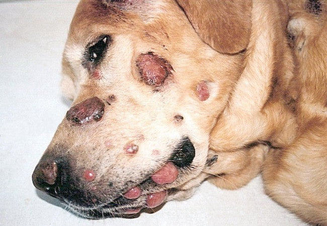 Veterinary Guide to Histiocytoma in Dogs 2025 🩺🐶