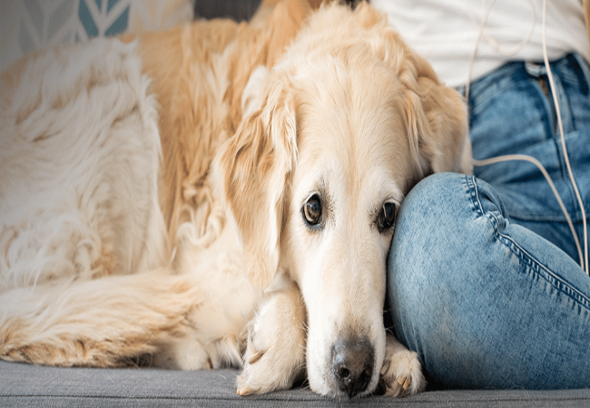 Veterinary Guide to Hypercalcemia in Dogs (High Blood Calcium) 2025 🐶