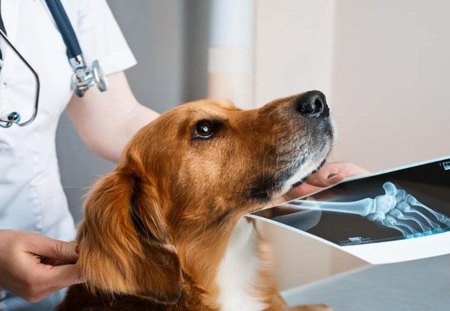 Veterinary Guide to Hyperkalemia in Dogs (High Potassium) 2025 🐶