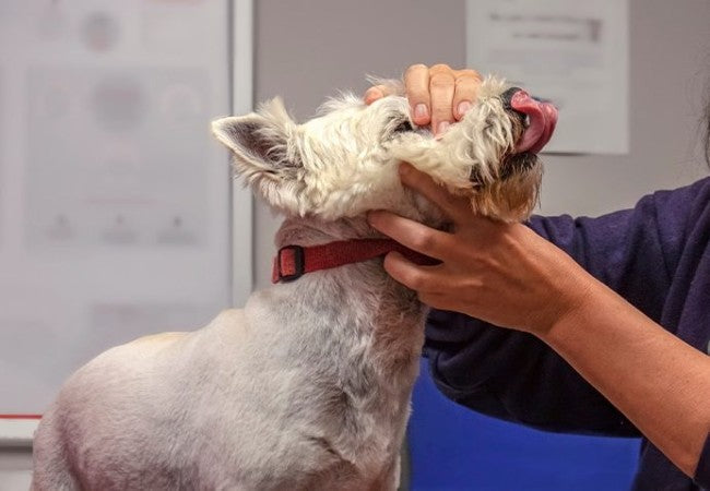 Veterinary Guide to Hyperkalemia in Dogs (High Potassium) 2025 🐶