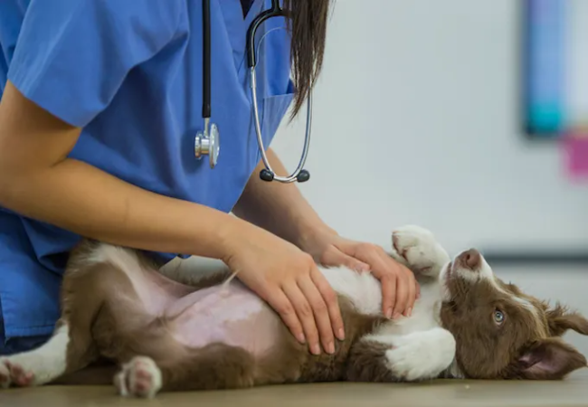 Veterinary Guide to Hyperviscosity Syndrome in Dogs 2025 ⚕️🐾
