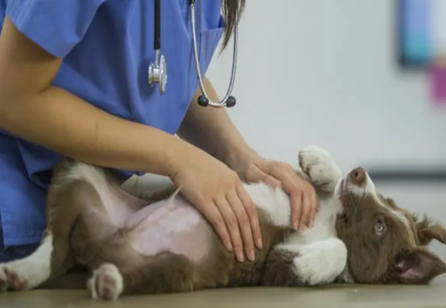 Veterinary Guide to Juvenile Fibrosing Liver Disease in Dogs 2025 🐶🩺