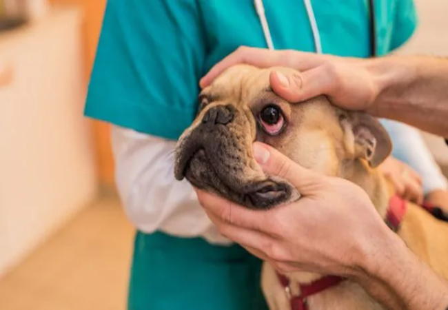 Veterinary Guide to Key‑Gaskell Syndrome (Canine Dysautonomia) 2025 🐾