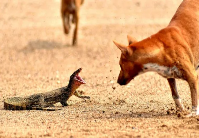 Veterinary Guide to Lizard Venom Toxicity in Dogs 2025 🐶🦎🩺